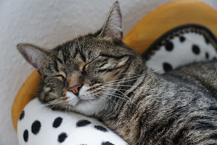 Polka Dot Plant Safe For Cats?