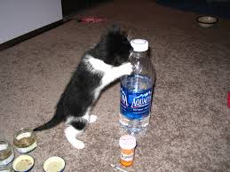 is alkaline water bad for cats?