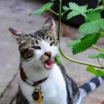 Is Lemon Balm Safe for Your Cat?