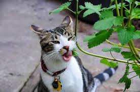 Is Lemon Balm Safe for Your Cat?