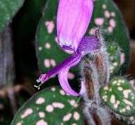 Polka Dot Plant Safe For Cats?