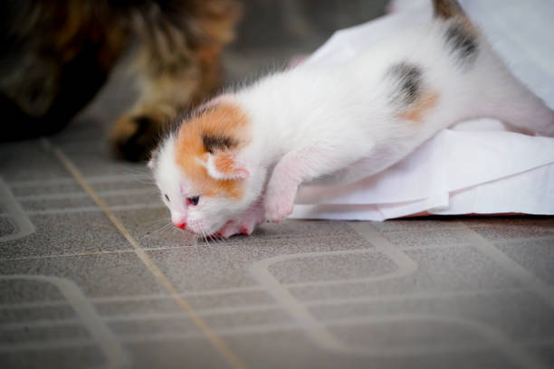 Why Does My Cat Lick the Floor?