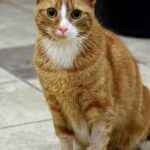 What is Perineal Urethrostomy (PU) Surgery in Cats?