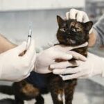 FVRCP Cat Vaccine Side Effects