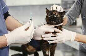 FVRCP Cat Vaccine Side Effects