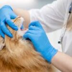 Cat Pawing at Mouth After Dental Surgery