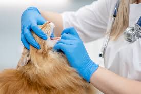 Cat Pawing at Mouth After Dental Surgery