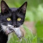 Can Cats Get Rabies From Eating Mice?