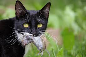 Can Cats Get Rabies From Eating Mice?