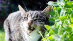 Do Cats Like Lemon Balm? Unveiling the Purr-fect Truth!