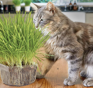 What is a Cat Grass Grow Kit?