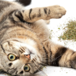 What Does Dried Catnip Do?