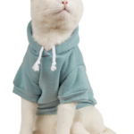 Why People Consider Putting Sweaters on Cats?