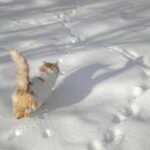 How Do Feral or Abandoned Cats Survive the Winter Cold?