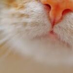 How can I moisturize my cat's nose?