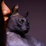 Canadian Sphynx Cat Breeder, Cattery, NY