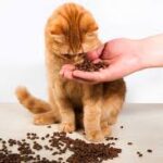 Why is Crunchy Dry Cat Food Beneficial for Cats?