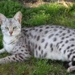 Is Toltrazuril Safe for Pregnant Cats?