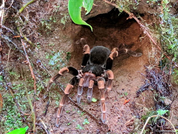 cats eat tarantulas?