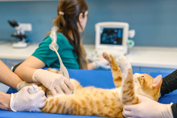 Toltrazuril and Expecting Felines: A Delicate Balance of Treatment