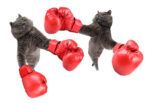 Stop Cat Fights ! Guide to Feliway Multicat