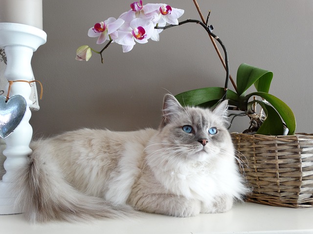 Flame Point Ragdoll Breed Info: Everything You Need to Know