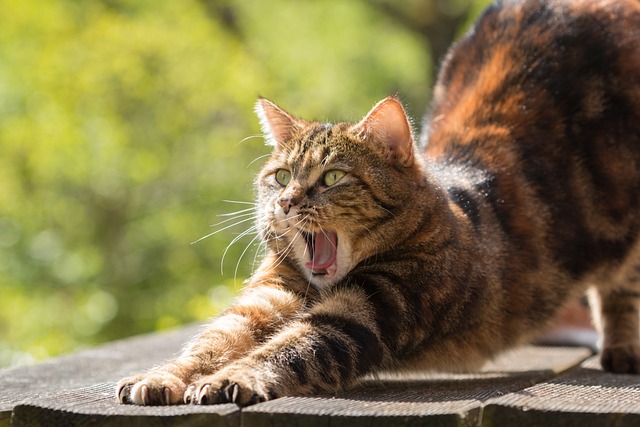 The Enigmatic Harlequin Cat: A Tapestry of Beauty