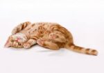 Cat Behavior During Introduction: What to Expect and How to Respond