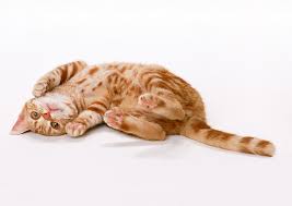 Cat Behavior During Introduction: What to Expect and How to Respond