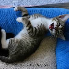 Why Does My Cat Knead Me With Its Paws?