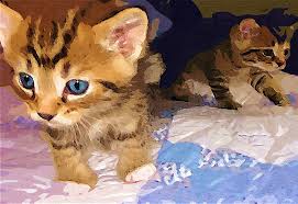 How to stop a cat from peeing on the bed
