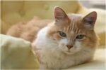 How to Introduce a New Cat to Your Home: A Stress-Free Guide
