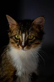Why Is My Cat Meowing at Night? Understanding Nocturnal Feline Behavior