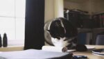 Cat Grooming: Why It's Important and How to Do It Right