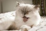 Tips for Grooming a Cat That Hates Being Brushed