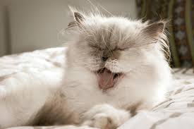 Tips for Grooming a Cat That Hates Being Brushed