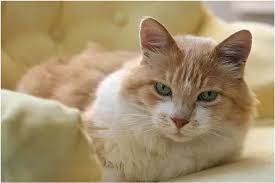 How to Introduce a New Cat to Your Home: A Stress-Free Guide
